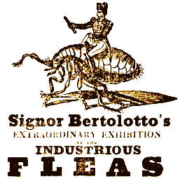Signor Bertolotto's Extrodinary Exhibition of Industrious Fleas